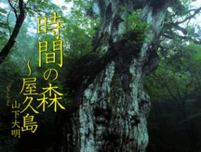 時間の森~屋久島