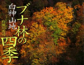 ブナ林の四季・白神山地