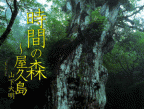 時間の森～屋久島