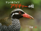 ヤンバルクイナ・アガチャーの唄